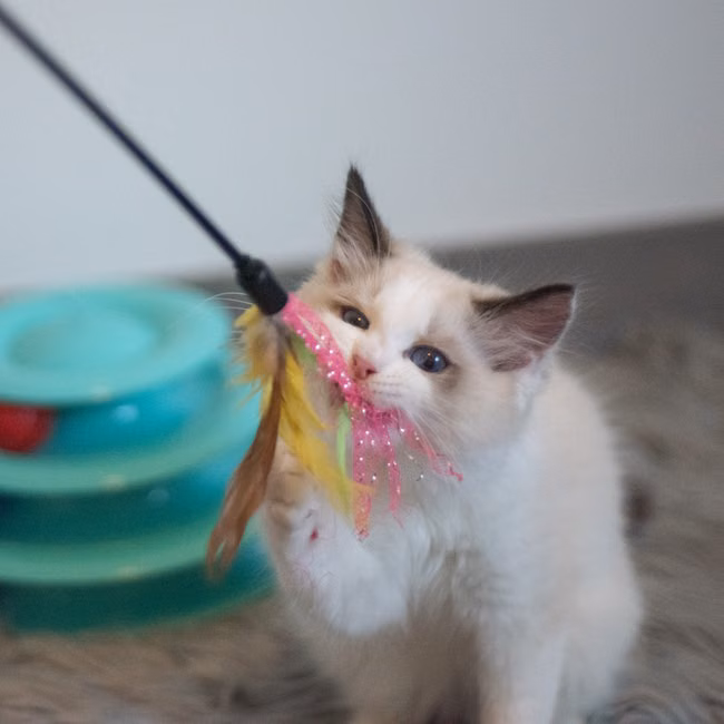 Varinha Interativa para Gatos
